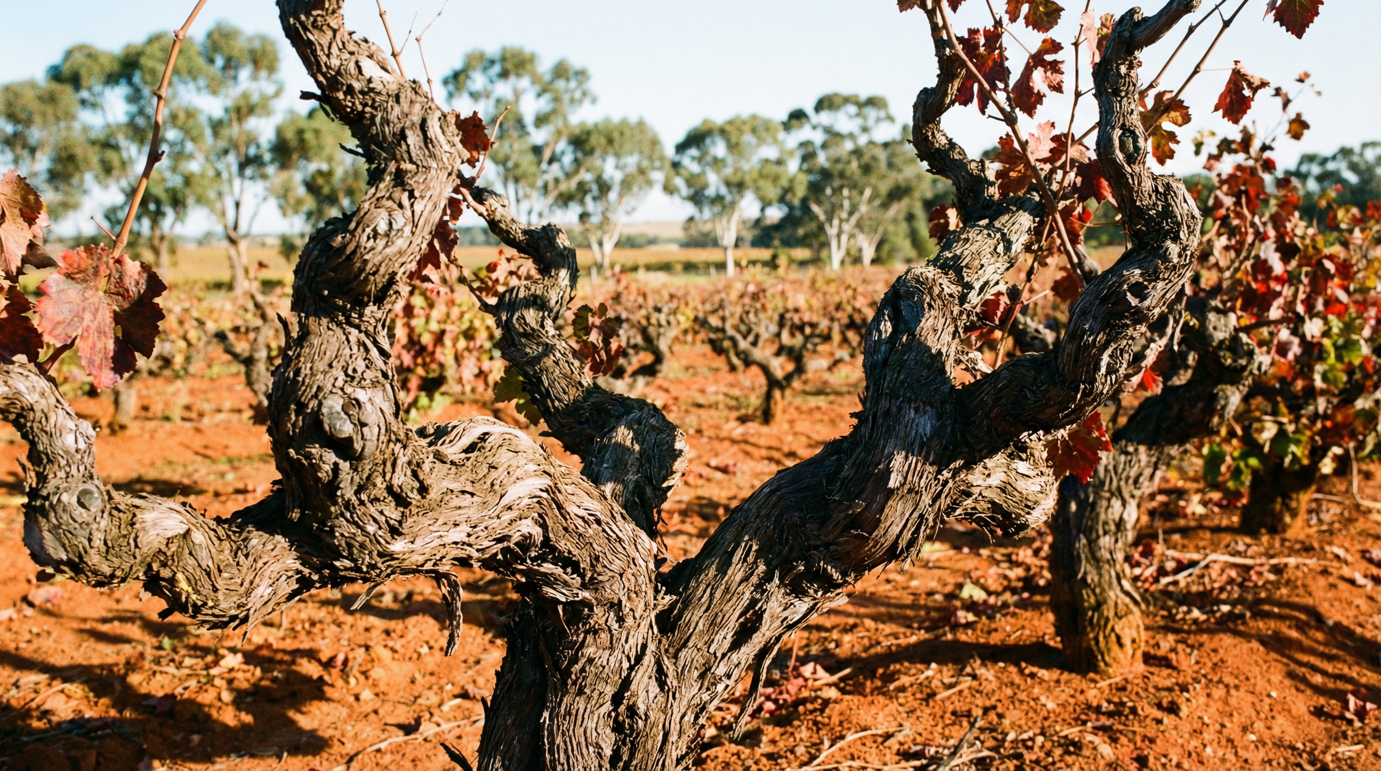 Barossa Valley at sunset with ancient Shiraz vines